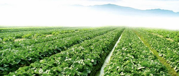 蔬菜基地，食堂采購(gòu)